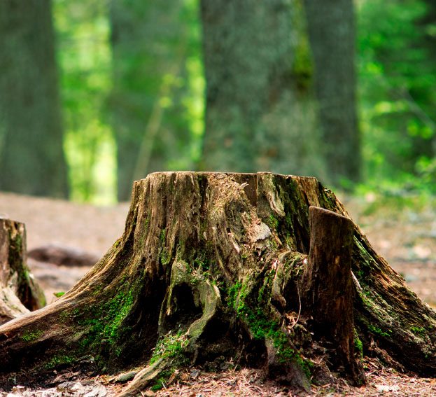 Stump Removal in Vancouver, WA - Pa's Tree Service